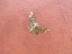 Krananda semihyalina