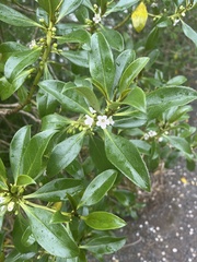 Myoporum laetum