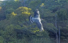 Lopholaimus antarcticus