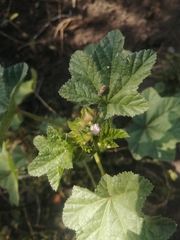 Malva verticillata