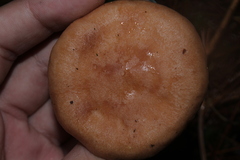 Lactarius vinaceorufescens