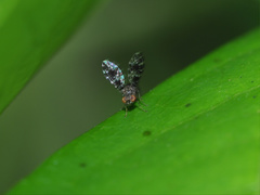 Trypetisoma horizontale