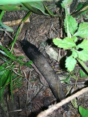Limax cinereoniger