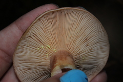 Lactarius vinaceorufescens
