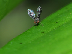 Trypetisoma horizontale