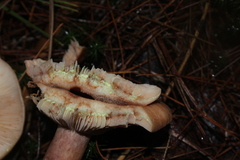 Lactarius vinaceorufescens
