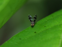 Trypetisoma horizontale