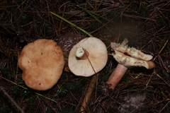 Lactarius vinaceorufescens
