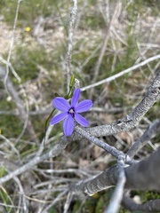 Agrostocrinum hirsutum
