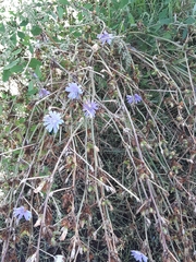 Cichorium intybus