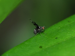 Trypetisoma horizontale