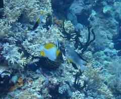 Hemitaurichthys polylepis