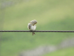 Linaria flavirostris