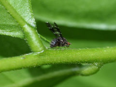 Trypetisoma australe
