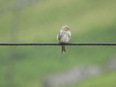Linaria flavirostris