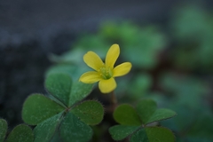 Oxalis corniculata