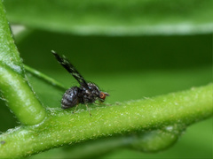 Trypetisoma australe