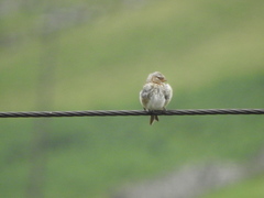 Linaria flavirostris