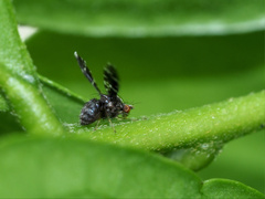 Trypetisoma australe