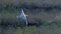 Lopholaimus antarcticus