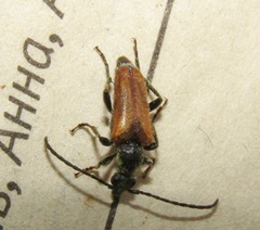 Pseudovadonia livida