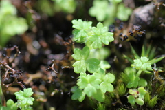 Hydrocotyle foveolata
