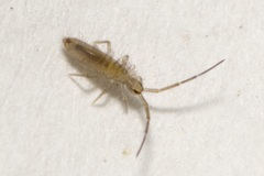 Entomobrya