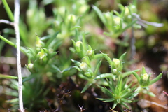Hydrocotyle foveolata