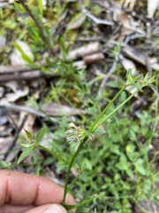 Opercularia hispidula