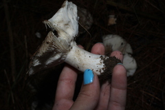 Heterophyllidia