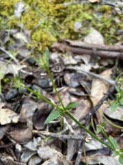 Opercularia hispidula