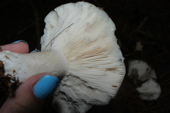 Heterophyllidia