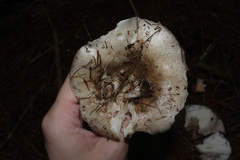 Heterophyllidia