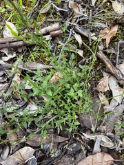 Opercularia hispidula