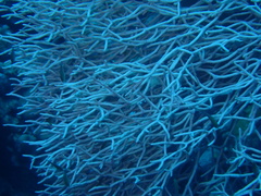 Melithaea rubrinodis