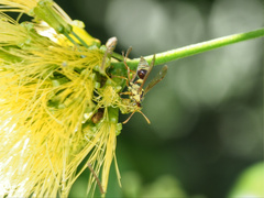 Ropalidia romandi