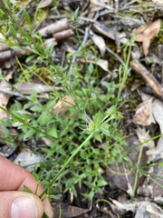 Opercularia hispidula