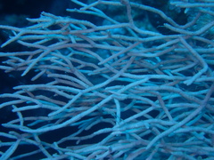 Melithaea rubrinodis