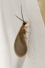 Sisyra terminalis