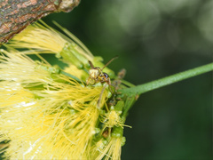 Ropalidia romandi