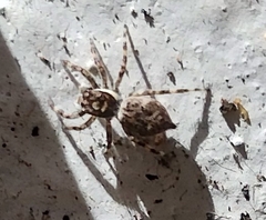 Menemerus semilimbatus