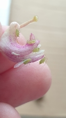 Macrosiphum