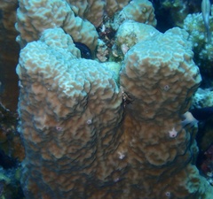 Porites rus