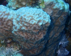Porites rus