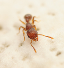 Tetramorium lanuginosum