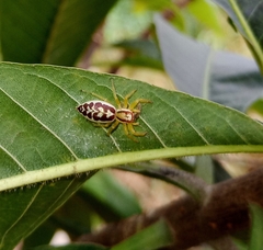 Epocilla