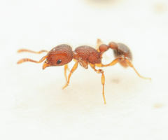 Tetramorium lanuginosum