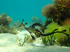 Phyllopteryx taeniolatus