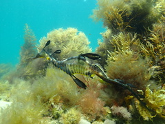 Phyllopteryx taeniolatus