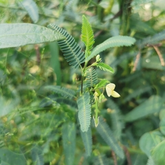 Aeschynomene indica